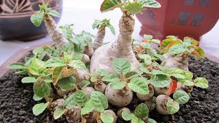 How to care Dorstenia Foetida  Exotic bonsai caudex  rare succulent plant [upl. by Drofnats]