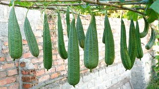 5 Reasons to Grow Luffa [upl. by Davena]