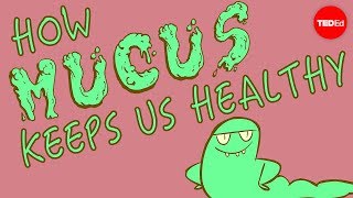 How mucus keeps us healthy  Katharina Ribbeck [upl. by Eetse]