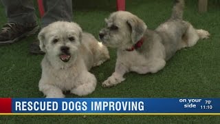 Lhasa Apsos puppies rescued by Suncoast Animal League up for adoption [upl. by Hillell]