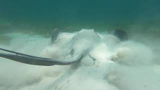 Australias Largest Stingray in Worlds Whitest Sand [upl. by Allecnirp]