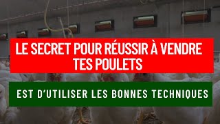 Comment vendre ses poulets de chair  La technique de vente cachées par les pros [upl. by Ecirtaemed542]