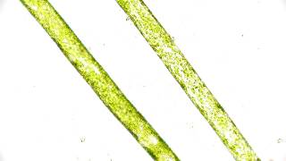 🔬 3000x timelapse of Cytoplasmic Streaming  nutrient movement inside a duckweed root 4K [upl. by Neu273]