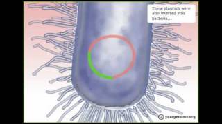 How the Human Genome was sequenced [upl. by Adyela]