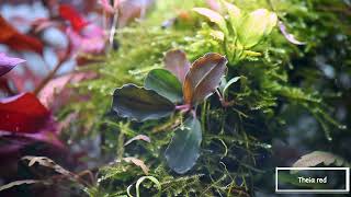 My collection of Bucephalandra [upl. by Eneleoj665]