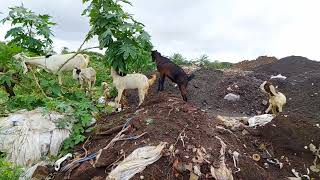 kota goat farm nikhil goat farm Mumbai 🐐 nikhilgoat 9321594564 Bakra Eid ke liye [upl. by Aenert]