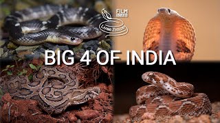 The most deadly snakes of India venomous Big 4  cobra Russells viper krait Sawscaled viper [upl. by Yllrebmik624]