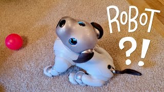 Our New Dog AIBO Pet Replacement Robot [upl. by Aalst352]