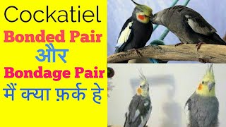 COCKATIEL BONDED PAIR AND BONDAGE PAIR ME KYA FARK HAI [upl. by Trah]