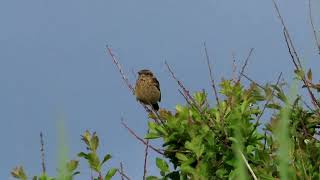 Stonechat [upl. by Ahserb679]