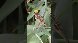 Streaked Weaver in the Reeds abcnatureshorts natureandwildlife weaverbirds pondlife [upl. by Denise]