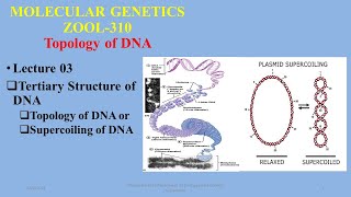 Tertiary Structure of DNA Topology of DNA Supercoiling Significance of topology or supercoils [upl. by Attlee]