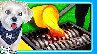 Lava Vs Shredder  Uniquely Satisfying Shredding Reaction by Chopsicle The Dog [upl. by Elkin]