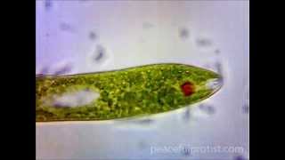 Euglena [upl. by Marvin209]