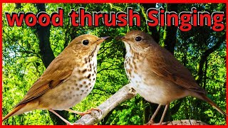 🦜 wood thrush bird song 🦜 The UNWORLDLY Song of the Hermit Thrush 🦜 [upl. by Naitsirt]