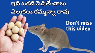 ఇలా చేశారంటే చిటికెలో ఎలకల బెడద పోతుంది  get rid of rats  telugu tips amp ideas subscribe [upl. by Enneira]