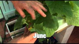 Aquaponics The First 12 Months DVD [upl. by Ettennor]