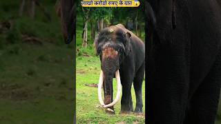 लाखों करोड़ों रुपए के दांत 😱 facts shorts elephant viralvideo trending animals [upl. by Mcroberts260]