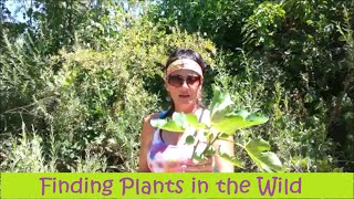 Finding Plants in the Wild [upl. by Blandina]