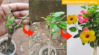 Grafting Technique To Get Multiple Colour Flowers In A Single Hibiscus Plant  Hibiscus Grafting [upl. by Gut]