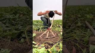 The process of digging sweet potatoes with the multi head rake [upl. by Ynamad]