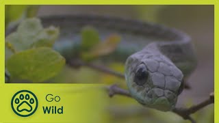 Boomslang  Natures Greatest Moments S03E09  Go Wild [upl. by Iroc]