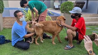 chien saccouplant naturellement  les golden retrievers obtiennent un lien de reproduction chien [upl. by Atiuqrahs]