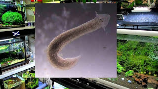 How To Get Rid of Planaria amp Hydra  Shrimp Keeping [upl. by Schwing]