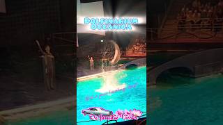 Dolfijnen 🐬 Dolfinarium show Oceanica Harderwijk [upl. by Chavey915]