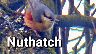 Nuthatch [upl. by Bucella337]