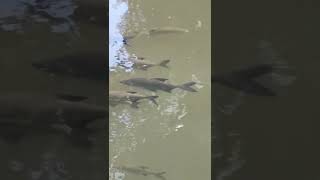 Fishing on the Basingstoke Canal [upl. by Eittik654]