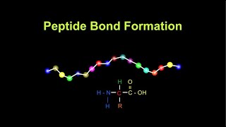 Peptide Bond Formation [upl. by Lemmor]