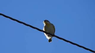 Striated Pardalote Yengarie Qld [upl. by Brinna469]