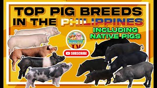 TOP PIG BREEDS IN THE PHILIPPINES INCLUDES NATIVE PIGS [upl. by Lotta]