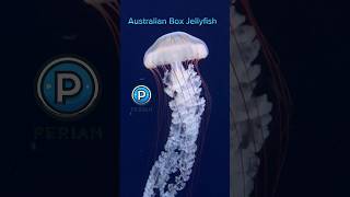 Australian Box Jellyfish [upl. by Onyx]