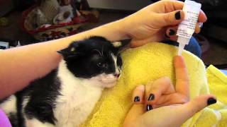 Treating Ringworm on Kitten Violet [upl. by Pansie]