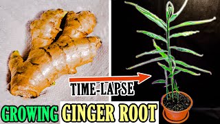 Growing Ginger Plant From Root 93 Days Time Lapse [upl. by Connor90]