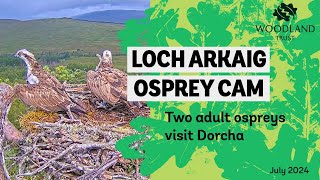 Other local Ospreys visit on Dorcha  Loch Arkaig Osprey Cam [upl. by Richardson]