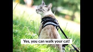 Yes you can walk your cat Harness amp leash train your cat with The True Adventurer [upl. by Ellecram711]