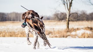 Hunting Minnesota Public Land Pheasants After The First Snow  The Flush Season 10 Episode 6 [upl. by Silverman]