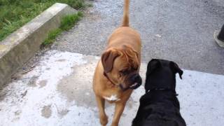 Dogge De Bordeaux VS Rottweiler [upl. by Beckman]