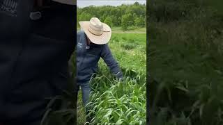 TriCal Yield Test Short triticale farming forage agriculture tonnage [upl. by Bever]