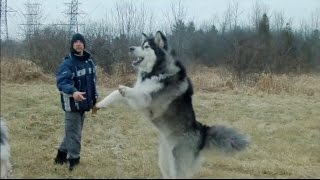 Giant Alaskan Malamutes  Unleashing the Hounds on the World [upl. by Nimocks33]