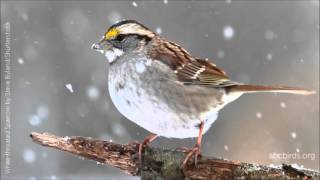 Whitethroated Sparrow Song [upl. by Burt]