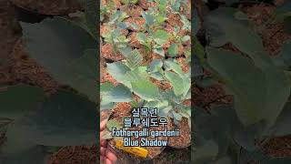 실목련 블루쉐도우 Fothergalli gardenii Blue shadow [upl. by Havstad]