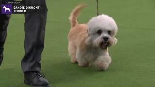 Dandie Dinmont Terriers  Breed Judging 2020 [upl. by Yrad]