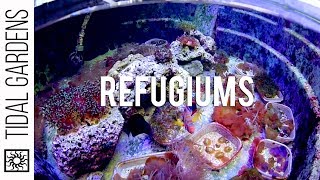 Refugiums for the Reef Aquarium [upl. by Whitney946]