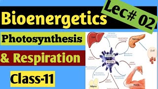 Photosynthesis amp Respiration Bioenergetics 02 Mechanism of Photosynthesis Class 11 Hindhiurdu [upl. by Shirl599]