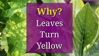 8 Reasons why Plant Leaves Turn Yellow [upl. by Sabu]