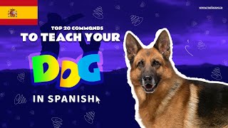 Teach Your Dog Commands In Spanish 20 Common Words [upl. by Eillen140]